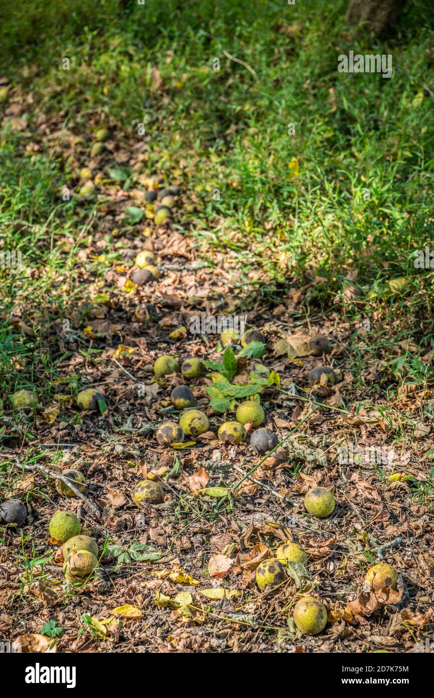 Diverse noci in una conchiglia verde esterna caduto a marcio il terreno nei boschi in una giornata di sole in autunno Foto Stock