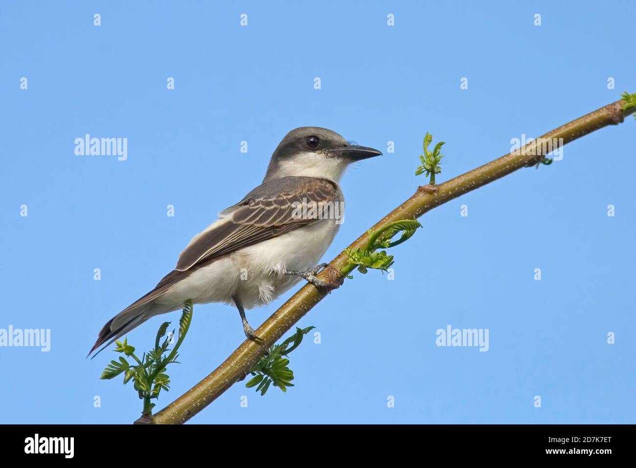 Un Kingbird grigio, Tyrannus dominicensis, arroccato sul ramo Foto Stock