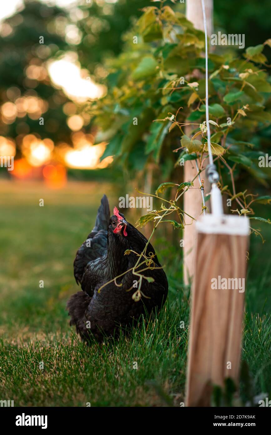 pollo australorp in cortile mangiando uva da una vite Foto Stock