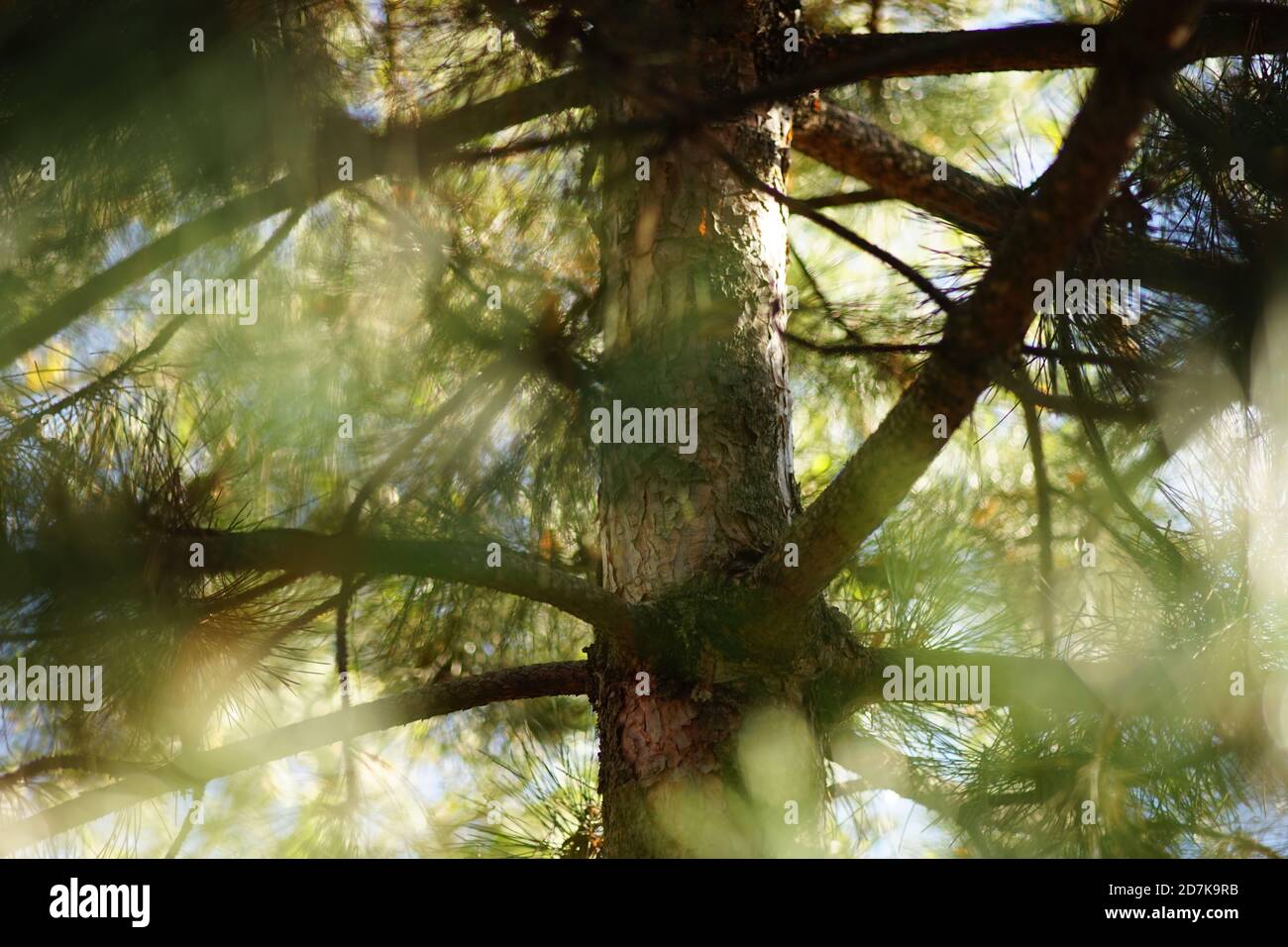 Rami di closeup di pino stupefacente con luce solare magica. Foto Stock