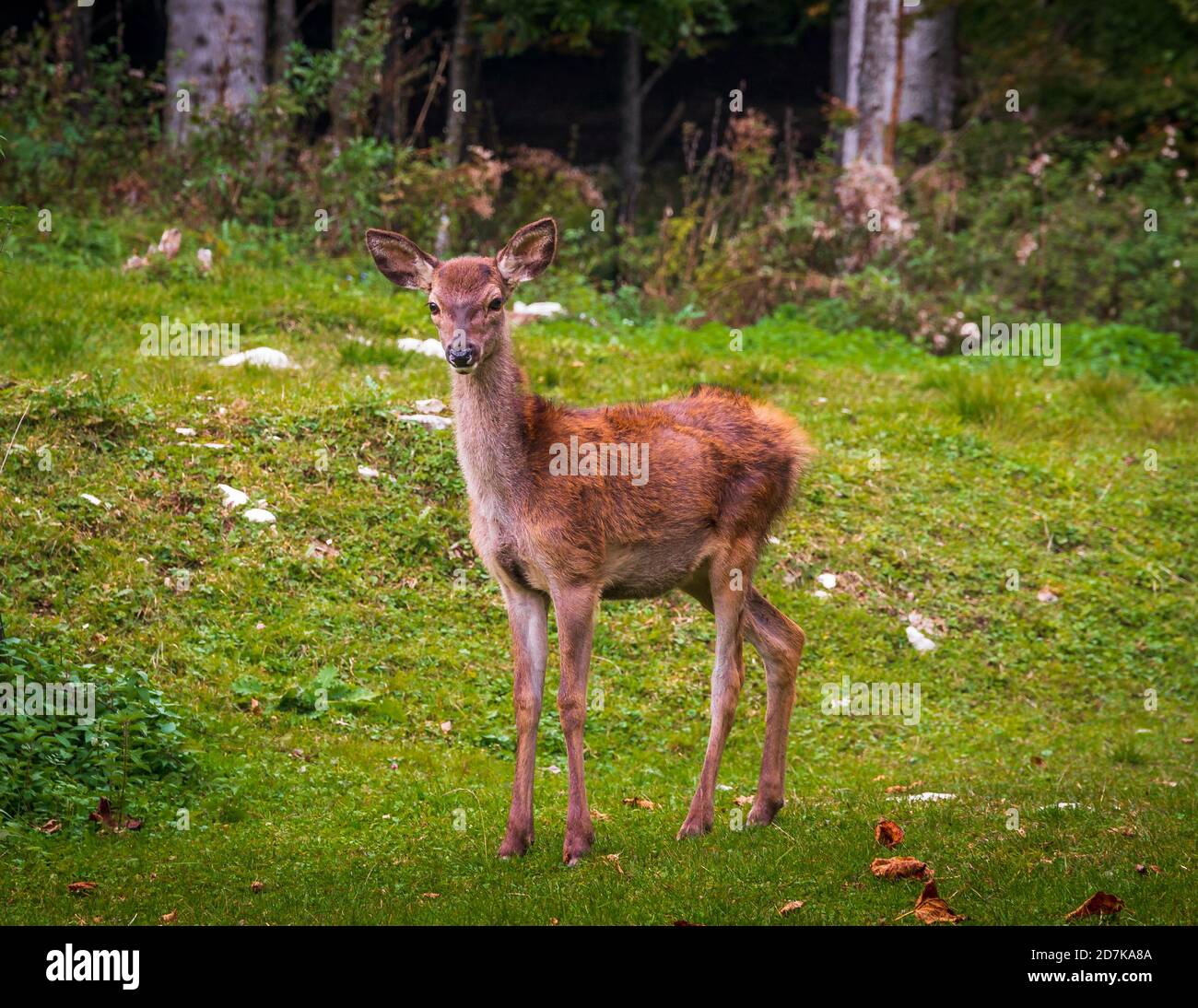 Cervi femminili che guardano in autunno in una foresta Foto Stock