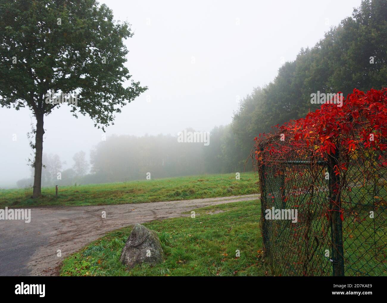 Una recinzione sopravuta di vite rossa, un albero, erba, una strada e un paesaggio nella nebbia. L'inizio dell'autunno. Foto Stock