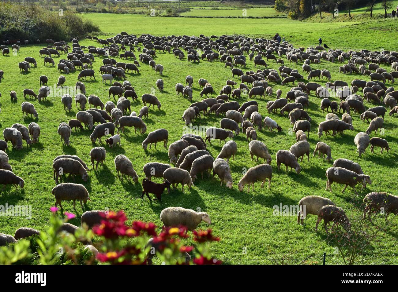 gregge di capra prato pascolo erba Foto Stock