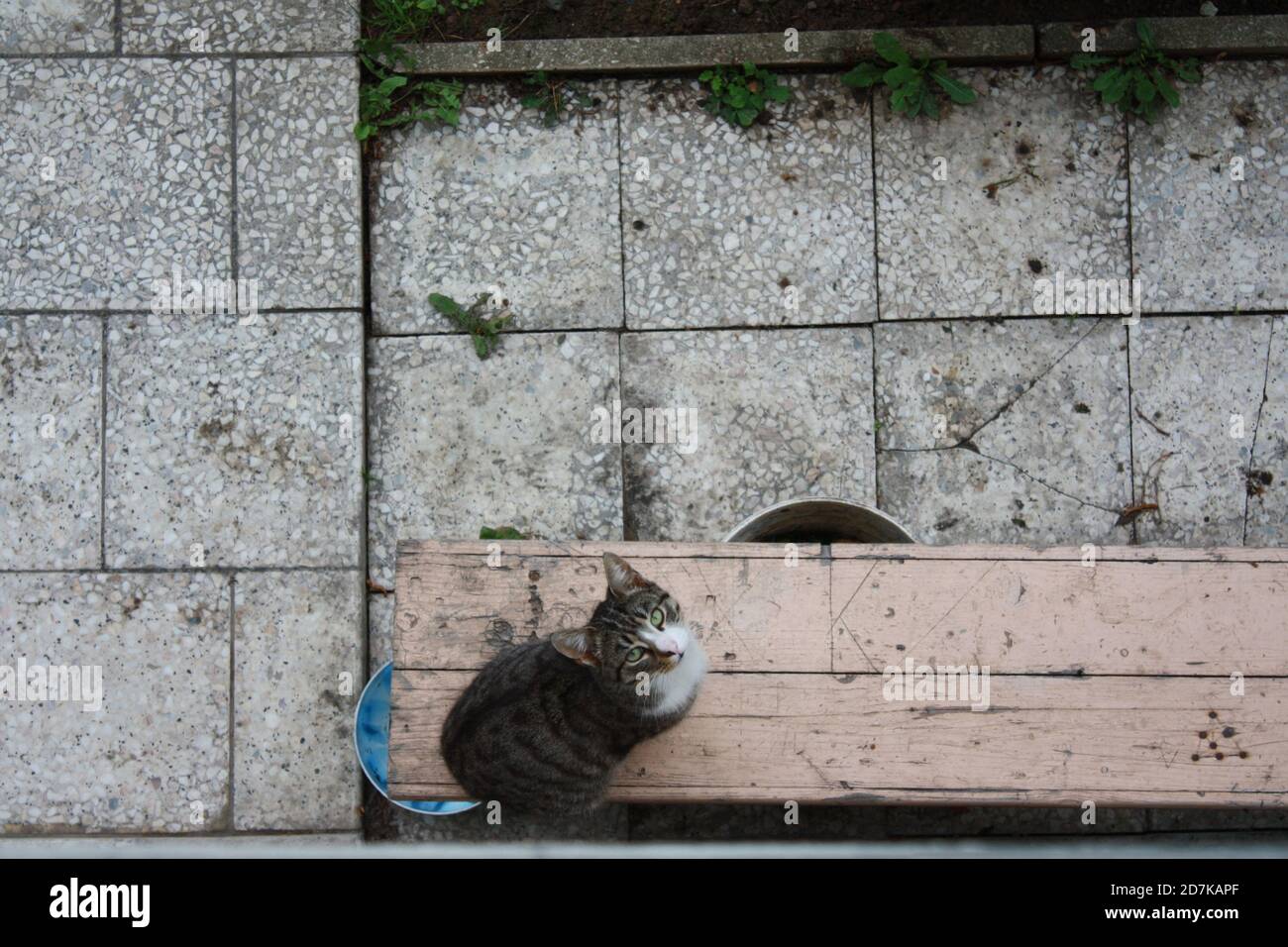 Vista dall'alto di un gatto seduto su una panca contro lo sfondo delle lastre di pavimentazione. Foto Stock