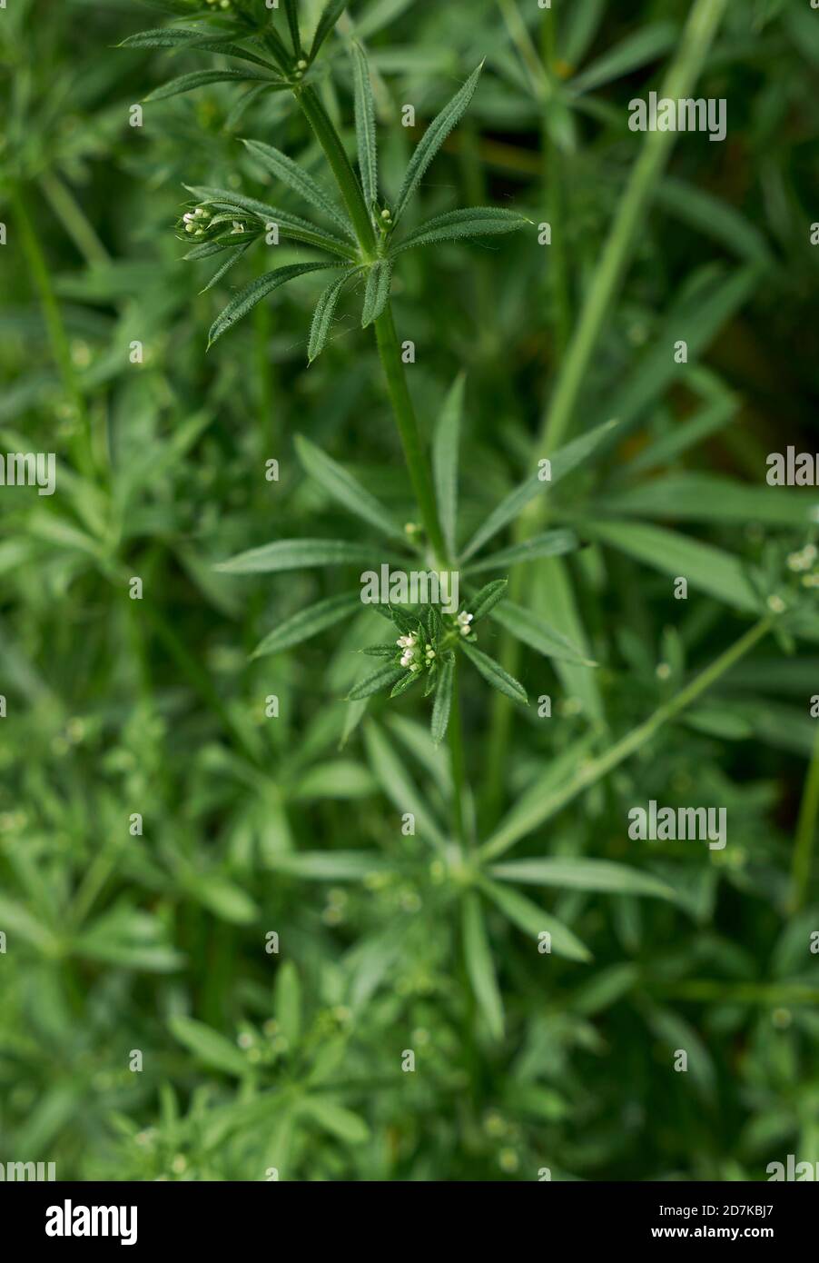 Galium aparina infiorescenza bianca Foto Stock