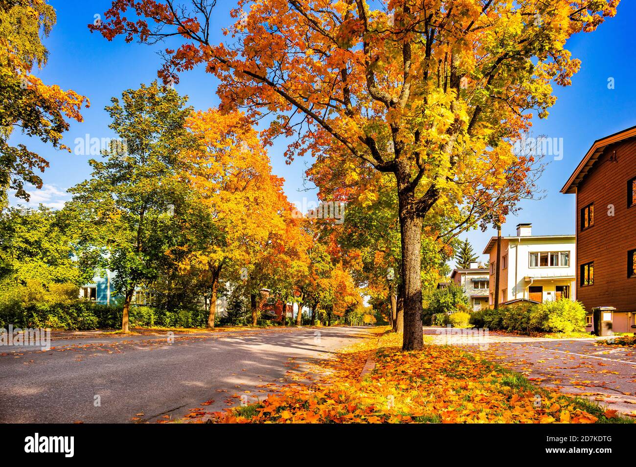 Una strada cittadina con alberi nella stagione autunnale. Luminosa e colorata vista sulle foglie autunnali della città. Strada alberata con case. Concetto urbano ecologico Helsinki Foto Stock