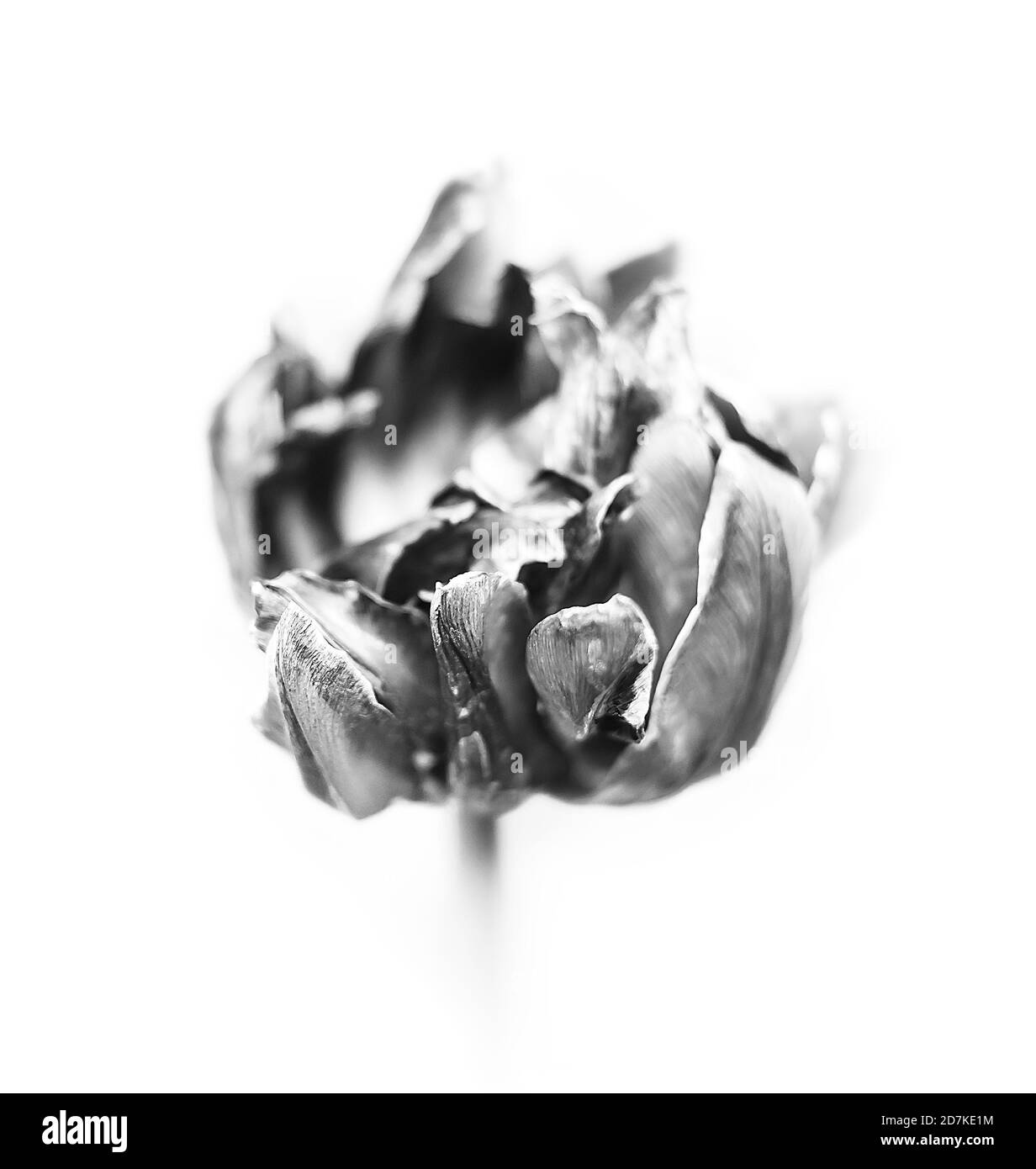 Immagine in bianco e nero di tulipani secchi. Petali secchi di tulipani rossi. Tulipani asciutti come simbolo del tempo di dissolvenza. DOF poco profondo Foto Stock