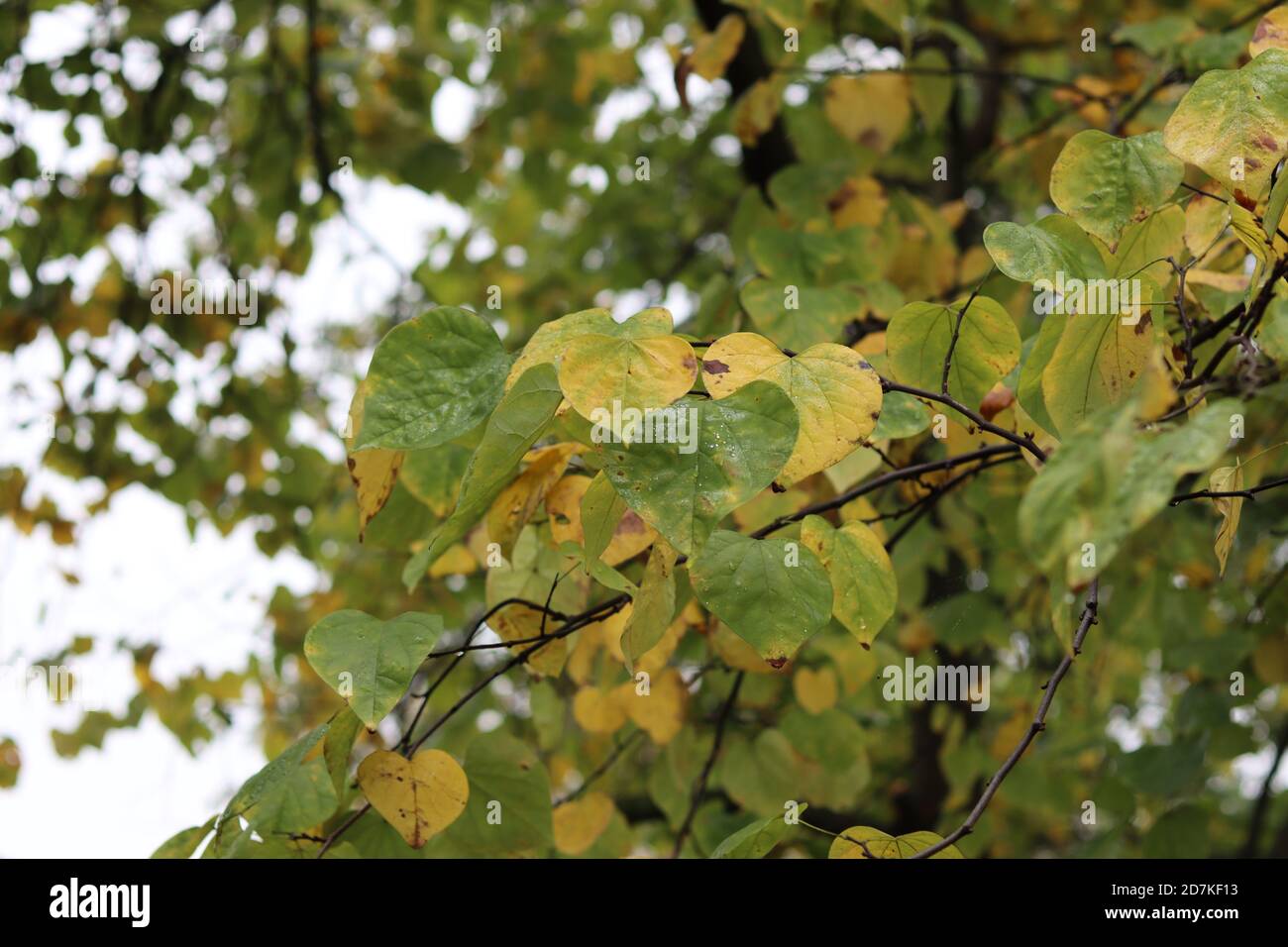 Foglie gialle e verdi su un ramo di albero Foto Stock