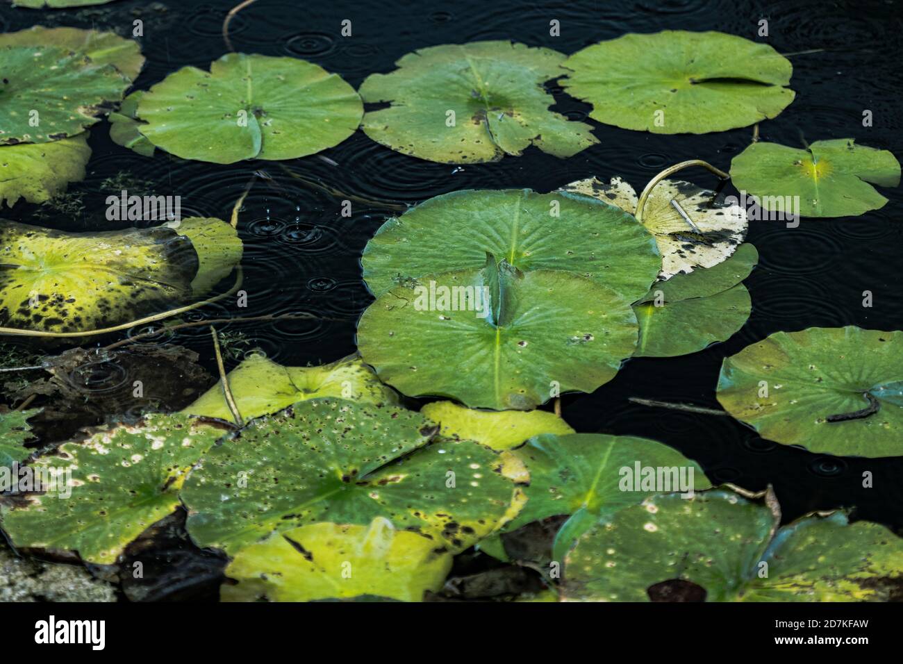Lilly Pads in una pioggia leggera Foto Stock