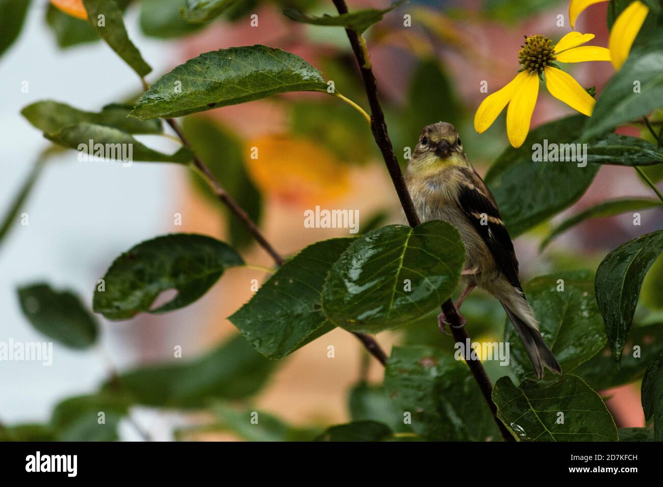 Golden Finch in una pioggia leggera Foto Stock