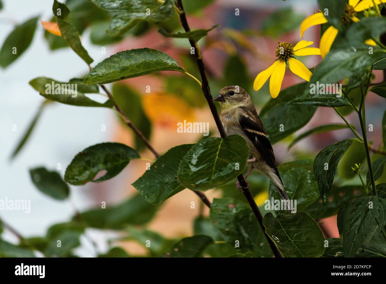 Golden Finch in una pioggia leggera Foto Stock