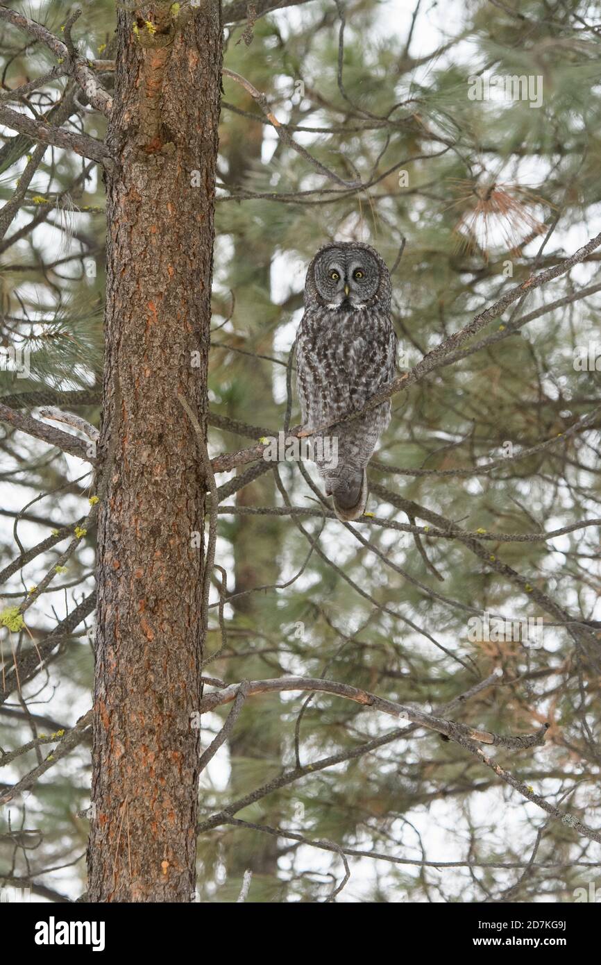 Great Grey Owl (Strix nebulosa) in Woods, Montana USA Foto Stock