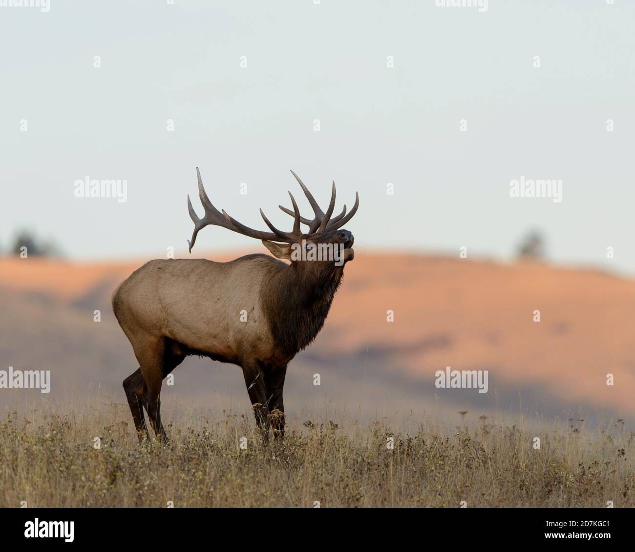 Bugling Rocky Mountain Elk (Cervus canadensis nelsoni) durante la rotta, Stati Uniti occidentali Foto Stock