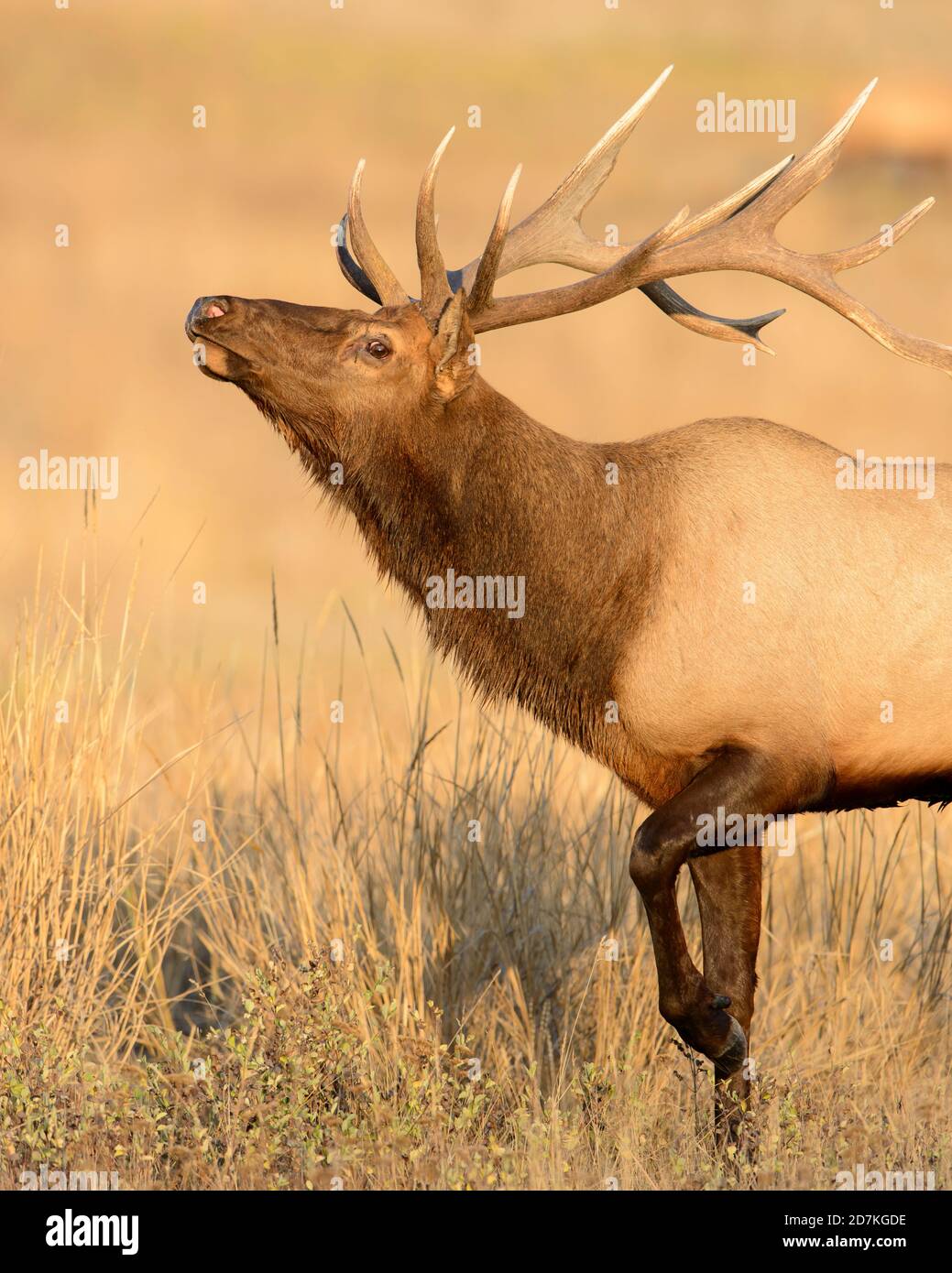 Rocky Mountain Elk (Cervus canadensis nelsoni), Stati Uniti occidentali Foto Stock