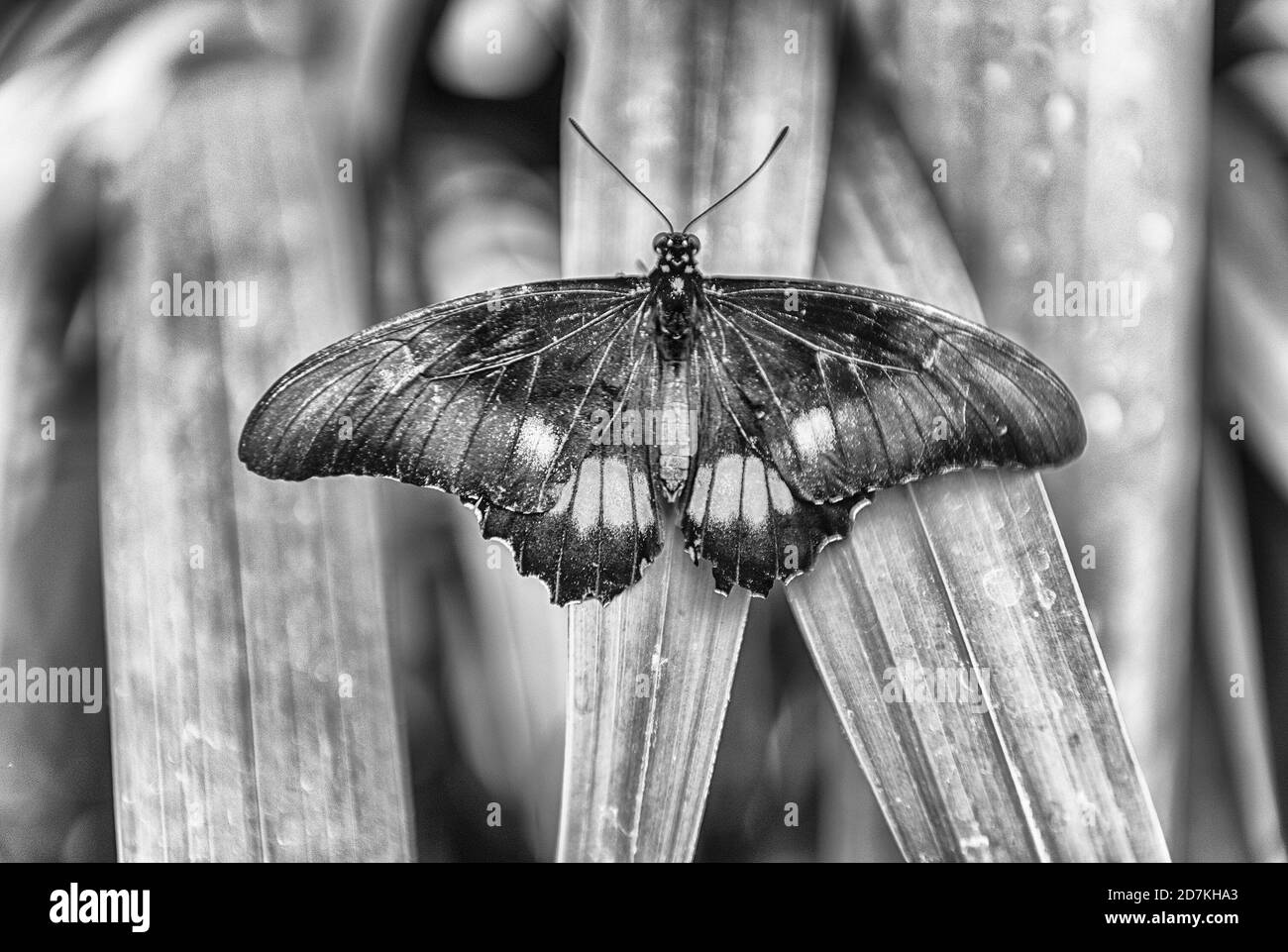 Papilio anchisiades, aka ruby-spotted a coda di rondine o pezzata di rosso a coda di rondine è una farfalla tropicale. Qui mostrato mentre in piedi su una foglia Foto Stock