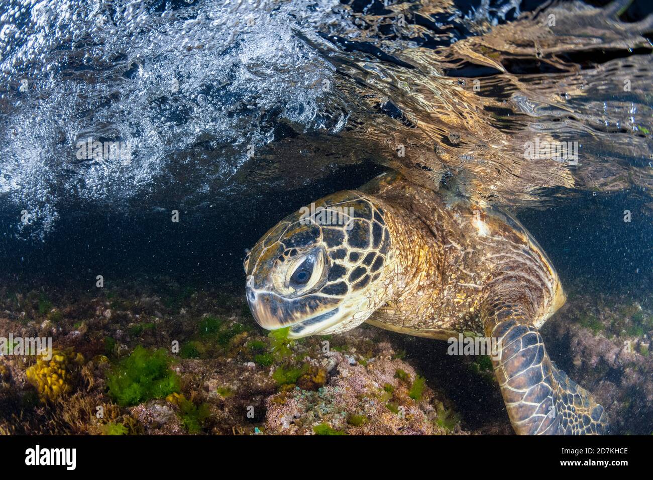 Tartaruga marina verde, Chelonia mydas, alimentazione sulle alghe, specie in via di estinzione, Laniakea Beach, Oahu, Hawaii, USA, Oceano Pacifico Foto Stock