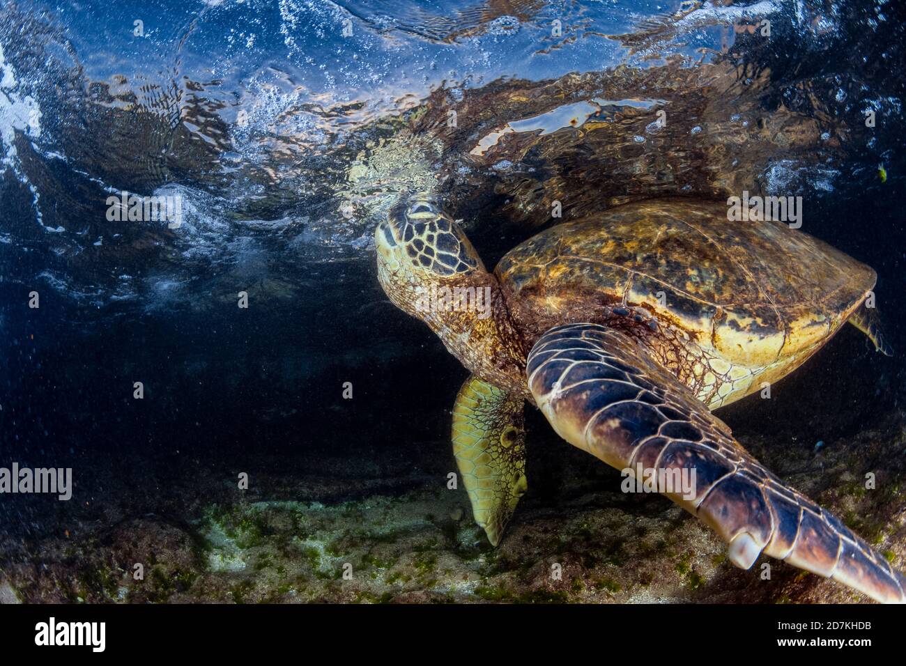 Tartaruga di mare verde, Chelonia mydas, foraggio nella barriera corallina poco profonda per alghe, specie in via di estinzione, Laniakea Beach, Oahu, Hawaii, USA, Oceano Pacifico Foto Stock