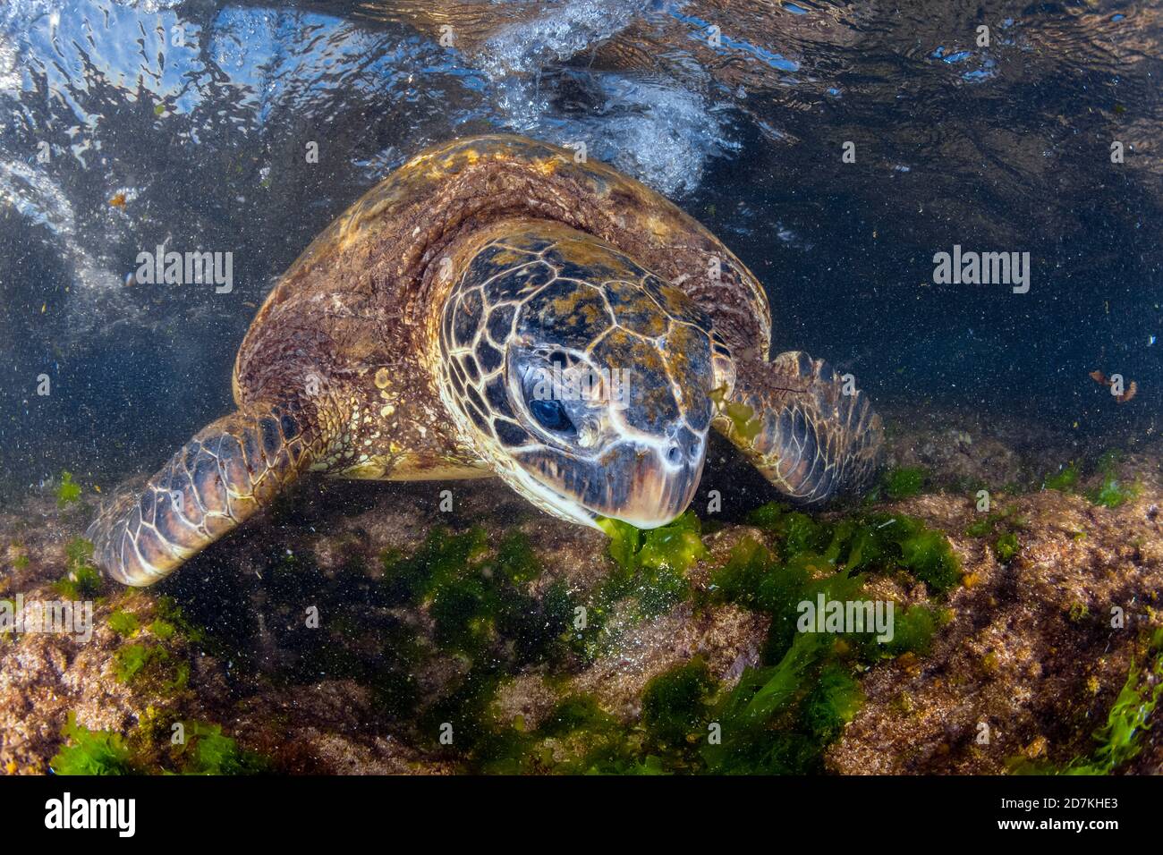 Tartaruga marina verde, Chelonia mydas, alimentazione sulle alghe, specie in via di estinzione, Laniakea Beach, Oahu, Hawaii, USA, Oceano Pacifico Foto Stock