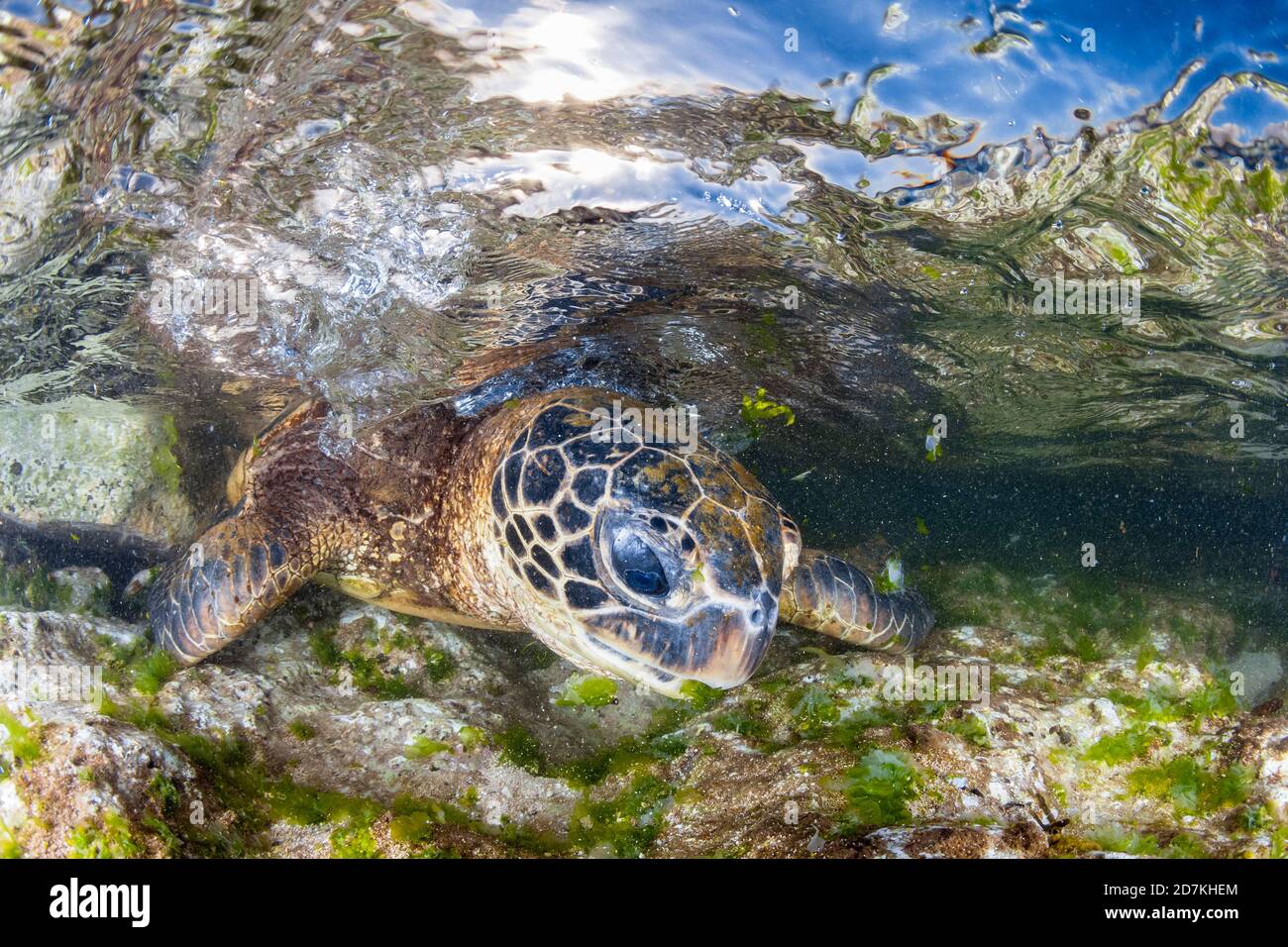 Tartaruga marina verde, Chelonia mydas, alimentazione sulle alghe, specie in via di estinzione, Laniakea Beach, Oahu, Hawaii, USA, Oceano Pacifico Foto Stock