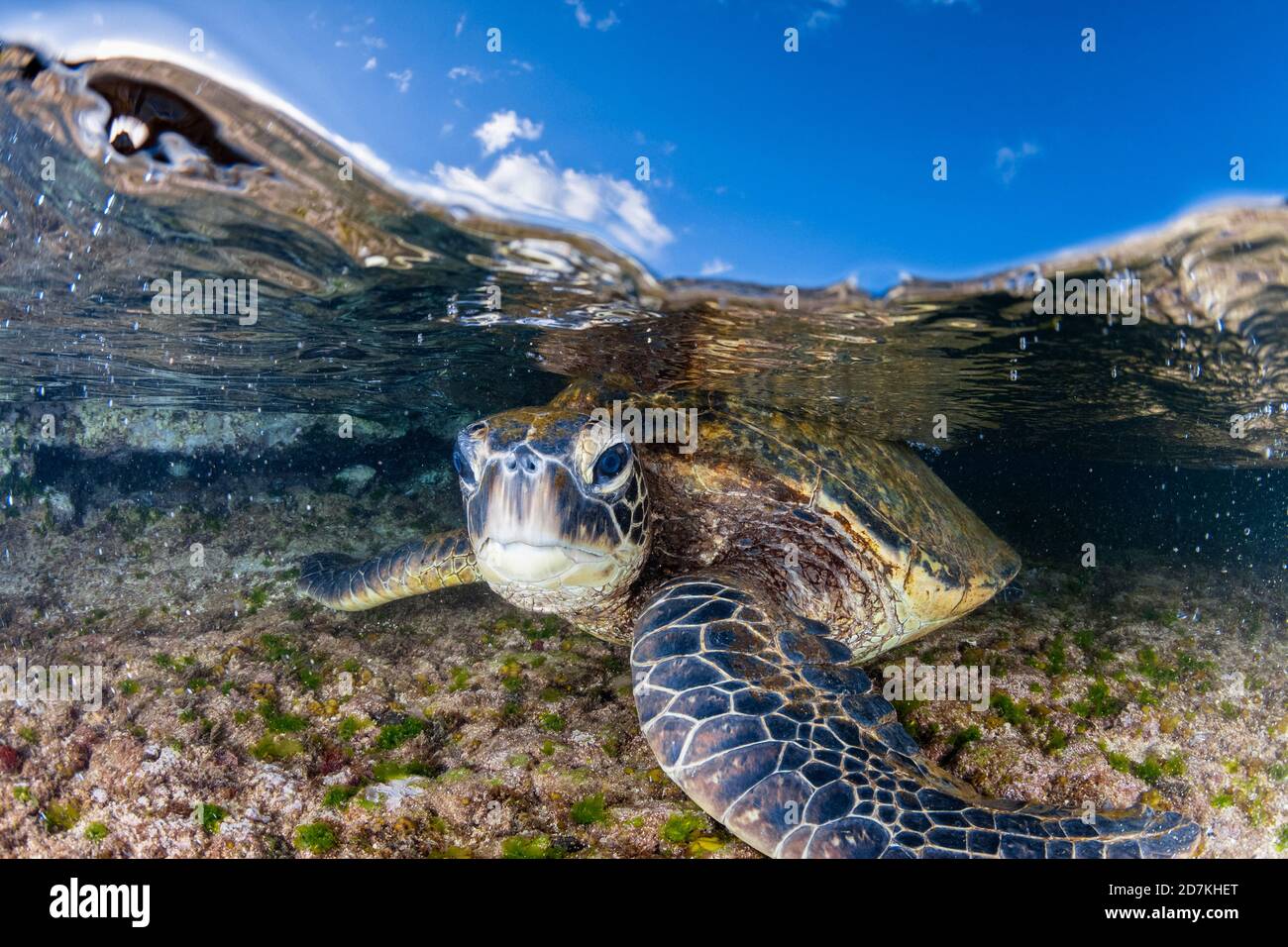 Tartaruga di mare verde, Chelonia mydas, foraggio nella barriera corallina poco profonda per alghe, specie in via di estinzione, Laniakea Beach, Oahu, Hawaii, USA, Oceano Pacifico Foto Stock