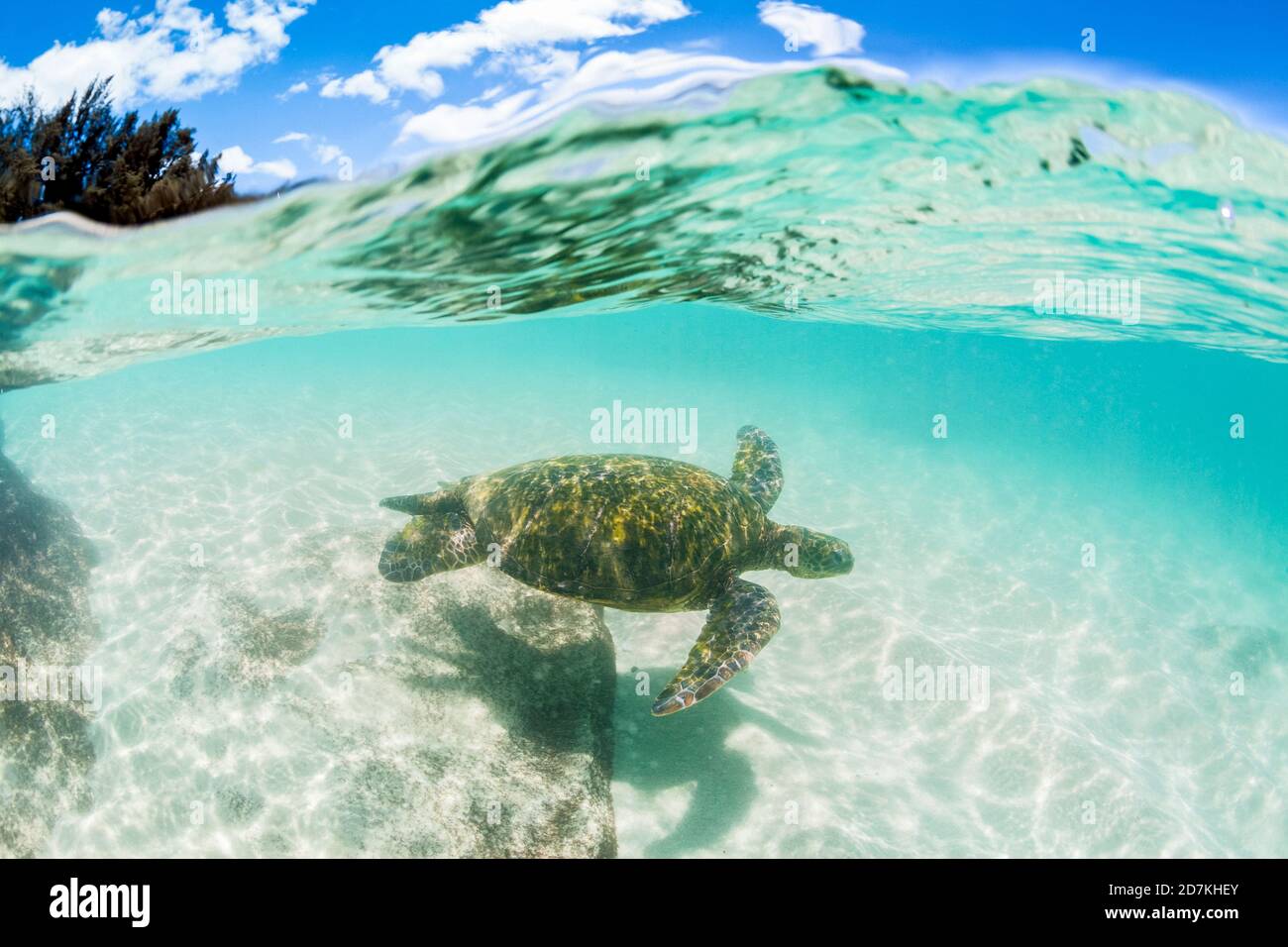 Tartaruga marina verde, Chelonia mydas, specie in via di estinzione, Laniakea Beach, Oahu, Hawaii, USA, Oceano Pacifico Foto Stock