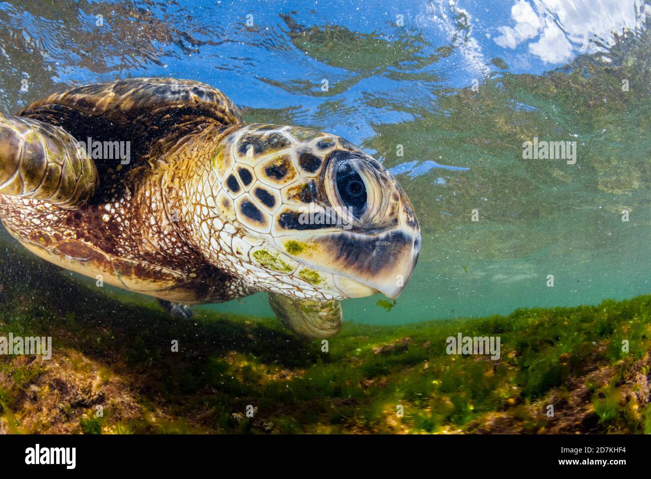 Tartaruga di mare verde, Chelonia mydas, foraggio nella barriera corallina poco profonda per alghe, specie in via di estinzione, Laniakea Beach, Oahu, Hawaii, USA, Oceano Pacifico Foto Stock