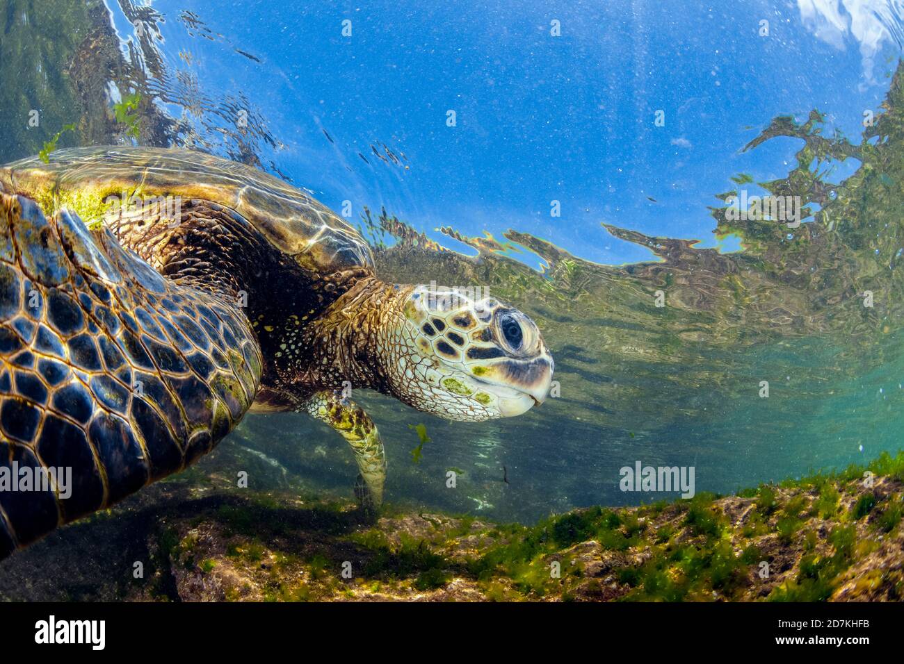 Tartaruga di mare verde, Chelonia mydas, foraggio nella barriera corallina poco profonda per alghe, specie in via di estinzione, Laniakea Beach, Oahu, Hawaii, USA, Oceano Pacifico Foto Stock