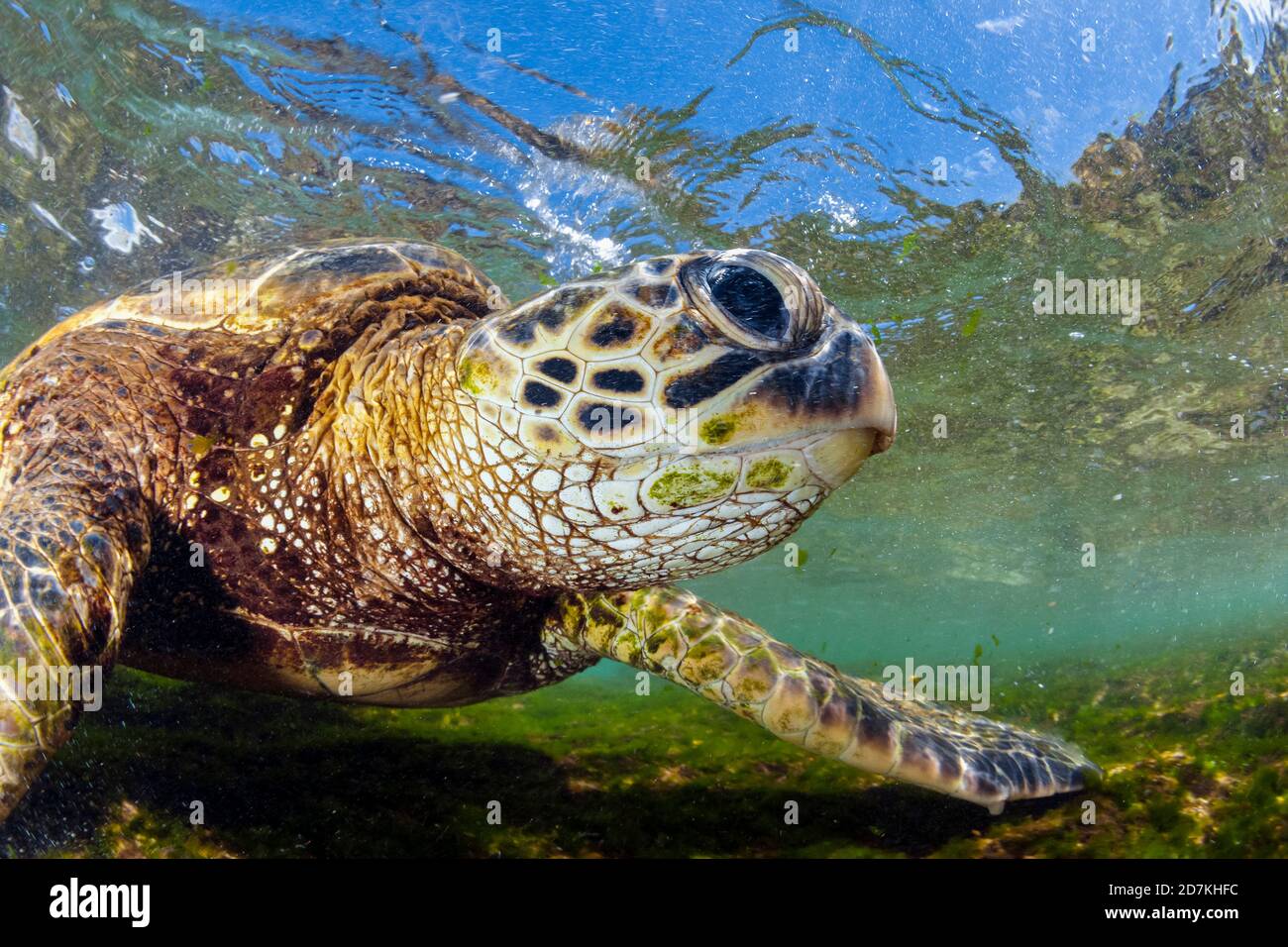 Tartaruga di mare verde, Chelonia mydas, foraggio nella barriera corallina poco profonda per alghe, specie in via di estinzione, Laniakea Beach, Oahu, Hawaii, USA, Oceano Pacifico Foto Stock