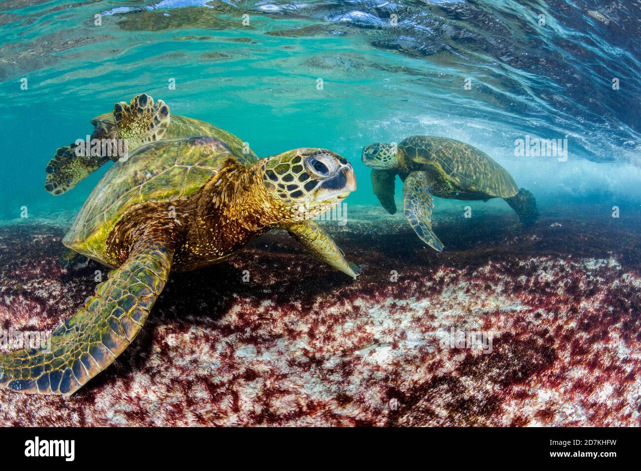 Tartaruga di mare verde, Chelonia mydas, foraggio nella barriera corallina poco profonda per alghe, specie in via di estinzione, Laniakea Beach, Oahu, Hawaii, USA, Oceano Pacifico Foto Stock