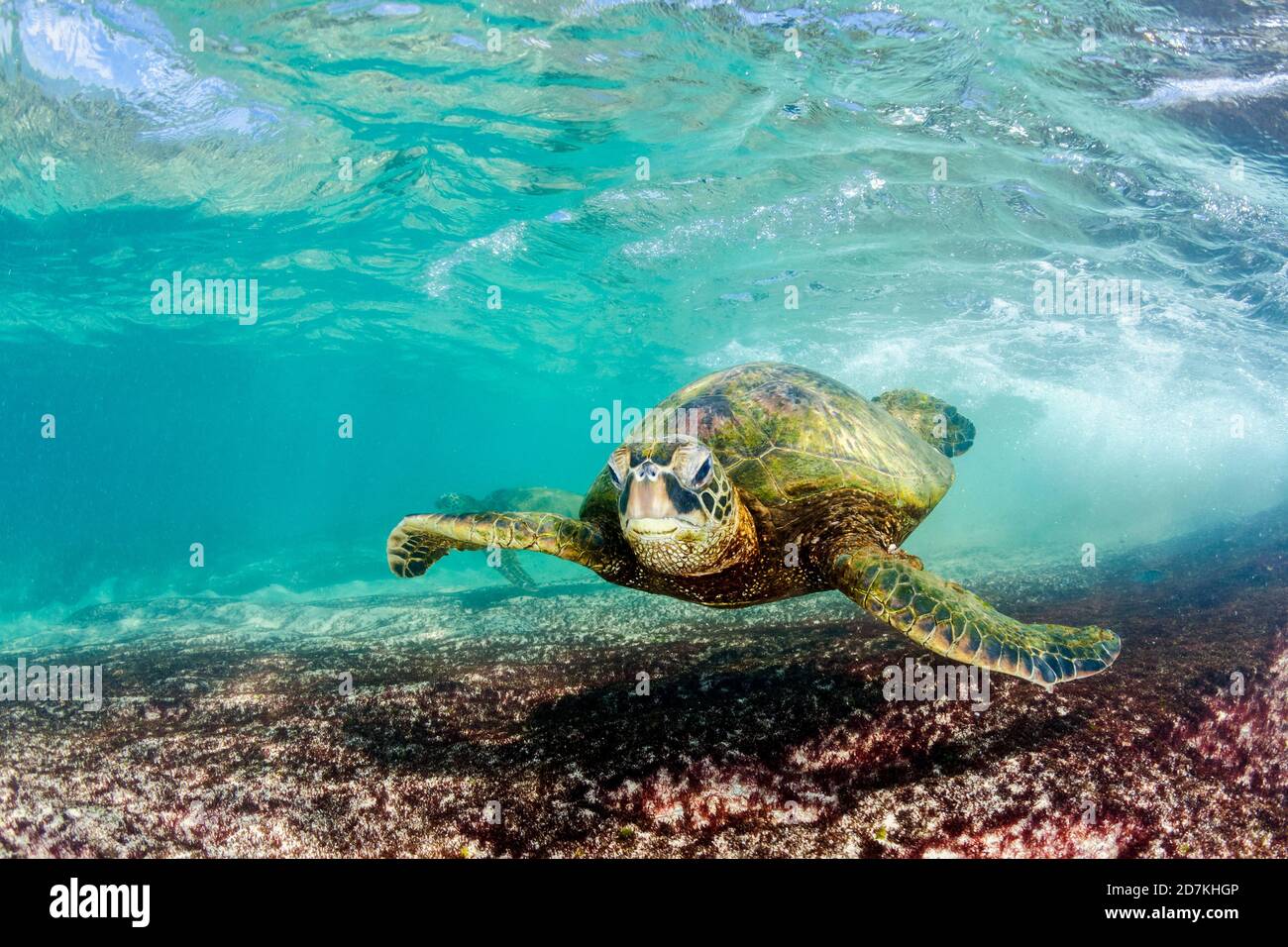 Tartaruga di mare verde, Chelonia mydas, foraggio nella barriera corallina poco profonda per alghe, specie in via di estinzione, Laniakea Beach, Oahu, Hawaii, USA, Oceano Pacifico Foto Stock