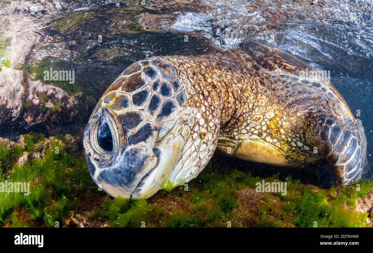 Tartaruga marina verde, Chelonia mydas, alimentazione sulle alghe, specie in via di estinzione, Laniakea Beach, Oahu, Hawaii, USA, Oceano Pacifico Foto Stock