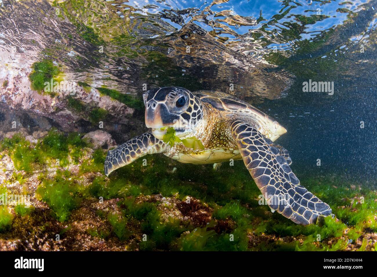Tartaruga marina verde, Chelonia mydas, alimentazione sulle alghe, specie in via di estinzione, Laniakea Beach, Oahu, Hawaii, USA, Oceano Pacifico Foto Stock