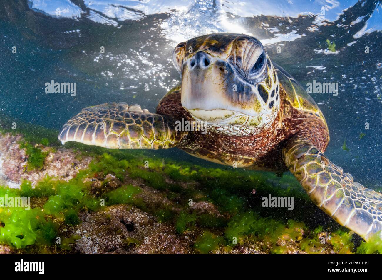 Tartaruga di mare verde, Chelonia mydas, foraggio nella barriera corallina poco profonda per alghe, specie in via di estinzione, Laniakea Beach, Oahu, Hawaii, USA, Oceano Pacifico Foto Stock