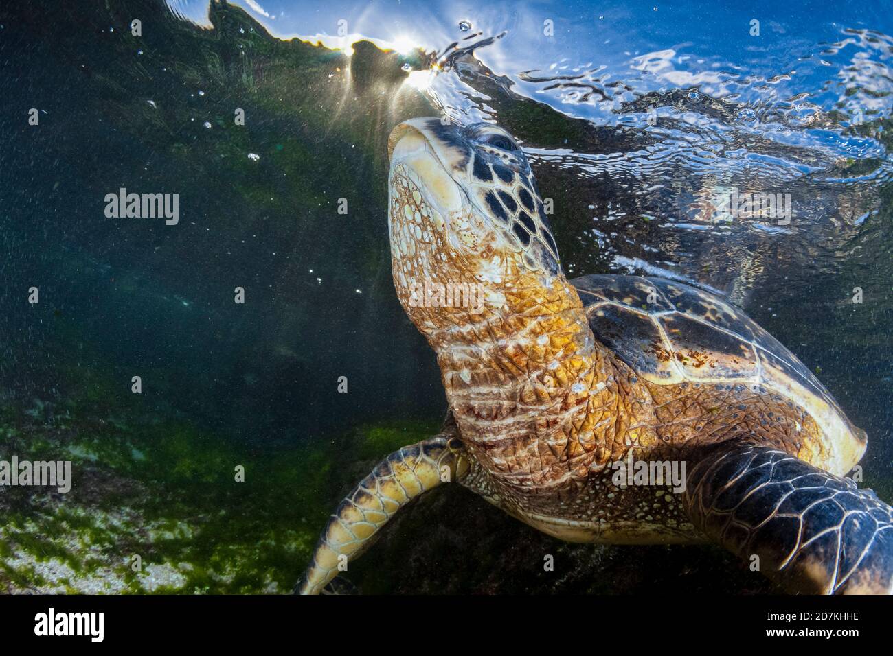 Tartaruga di mare verde, Chelonia mydas, foraggio nella barriera corallina poco profonda per alghe, specie in via di estinzione, Laniakea Beach, Oahu, Hawaii, USA, Oceano Pacifico Foto Stock