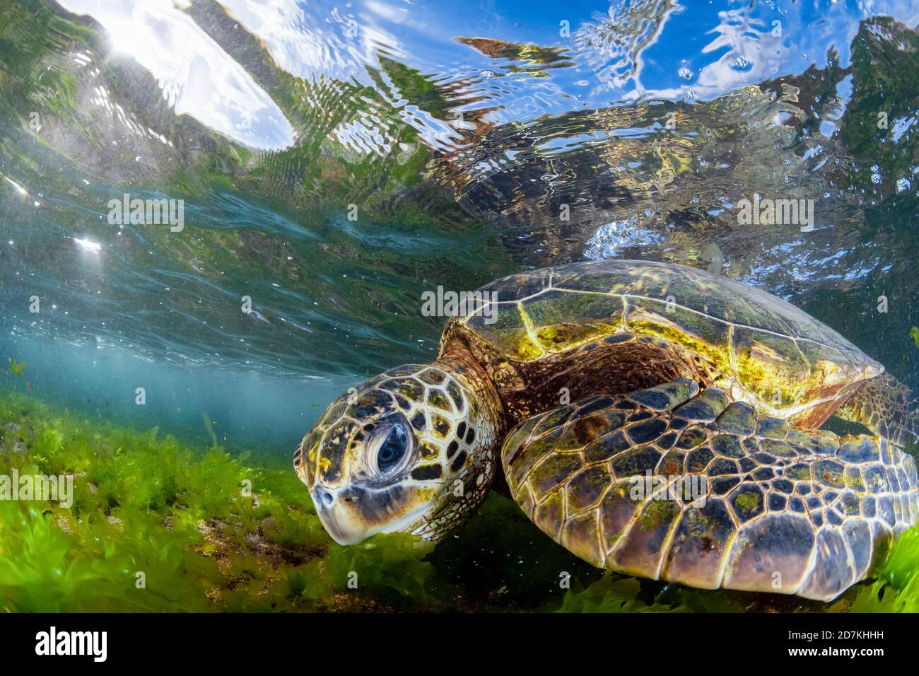 Tartaruga marina verde, Chelonia mydas, alimentazione sulle alghe, specie in via di estinzione, Laniakea Beach, Oahu, Hawaii, USA, Oceano Pacifico Foto Stock
