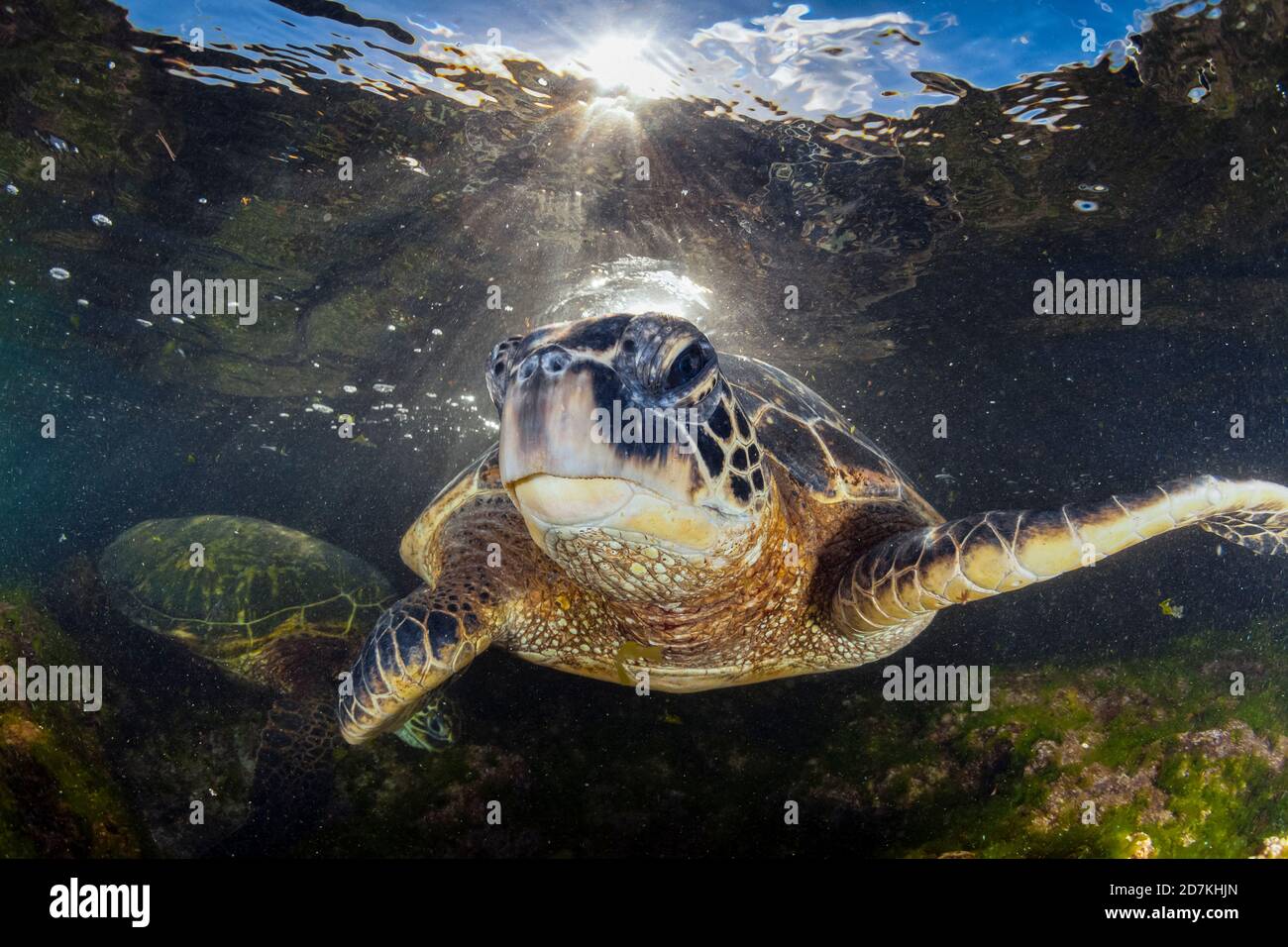 Tartaruga di mare verde, Chelonia mydas, foraggio nella barriera corallina poco profonda per alghe, specie in via di estinzione, Laniakea Beach, Oahu, Hawaii, USA, Oceano Pacifico Foto Stock