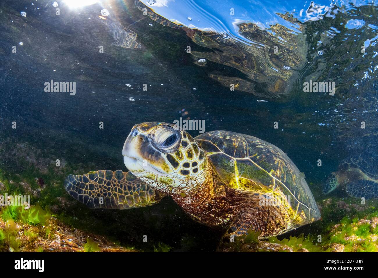 Tartaruga di mare verde, Chelonia mydas, foraggio nella barriera corallina poco profonda per alghe, specie in via di estinzione, Laniakea Beach, Oahu, Hawaii, USA, Oceano Pacifico Foto Stock