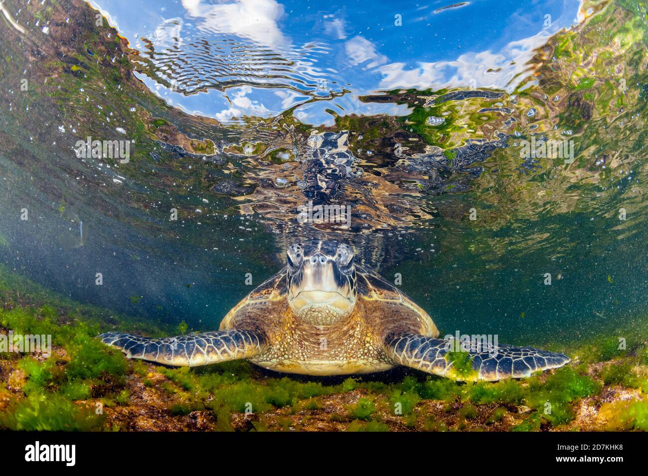 Tartaruga di mare verde, Chelonia mydas, foraggio nella barriera corallina poco profonda per alghe, specie in via di estinzione, Laniakea Beach, Oahu, Hawaii, USA, Oceano Pacifico Foto Stock