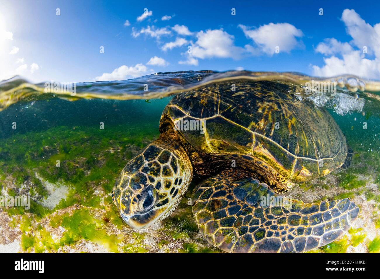 Tartaruga marina verde, Chelonia mydas, alimentazione sulle alghe, specie in via di estinzione, Laniakea Beach, Oahu, Hawaii, USA, Oceano Pacifico Foto Stock