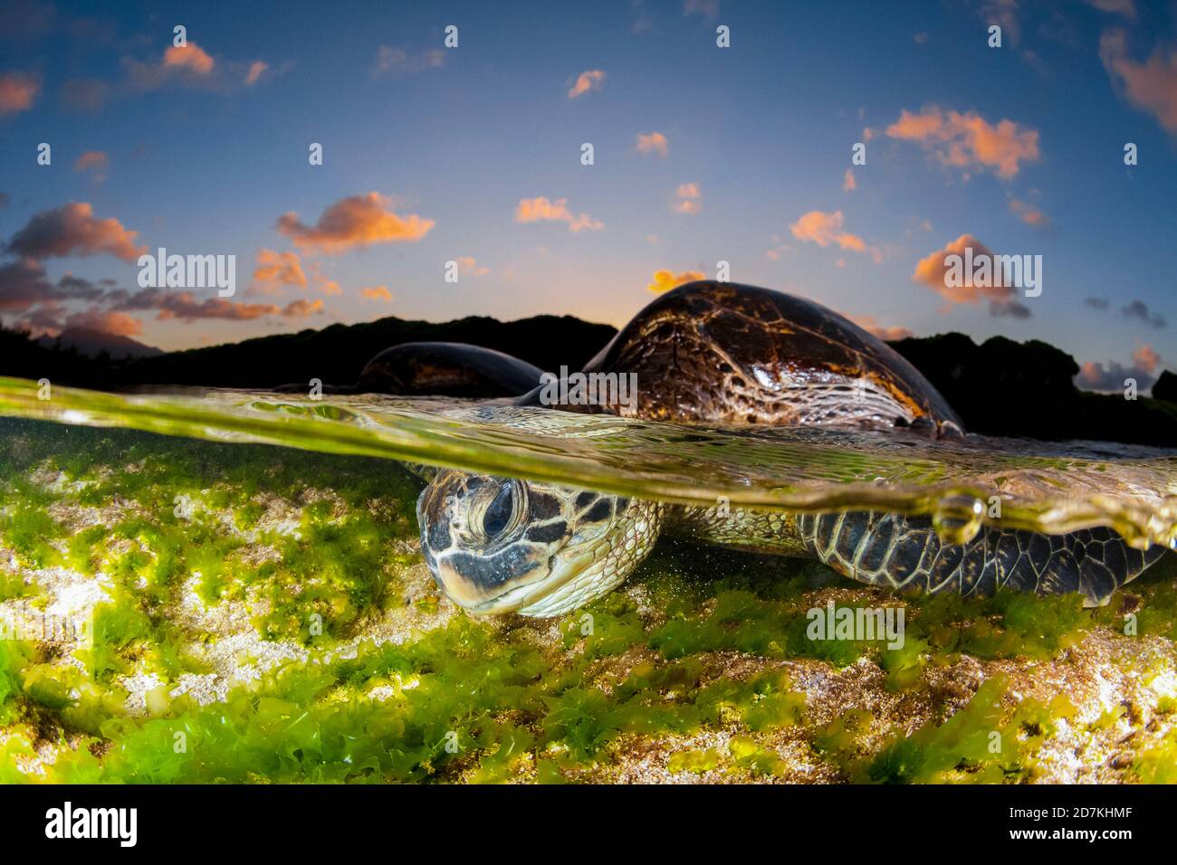 Tartaruga marina verde, Chelonia mydas, alimentazione sulle alghe, specie in via di estinzione, Laniakea Beach, Oahu, Hawaii, USA, Oceano Pacifico Foto Stock