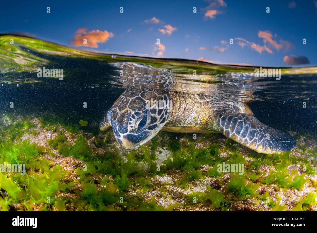 Tartaruga marina verde, Chelonia mydas, alimentazione sulle alghe, specie in via di estinzione, Laniakea Beach, Oahu, Hawaii, USA, Oceano Pacifico Foto Stock