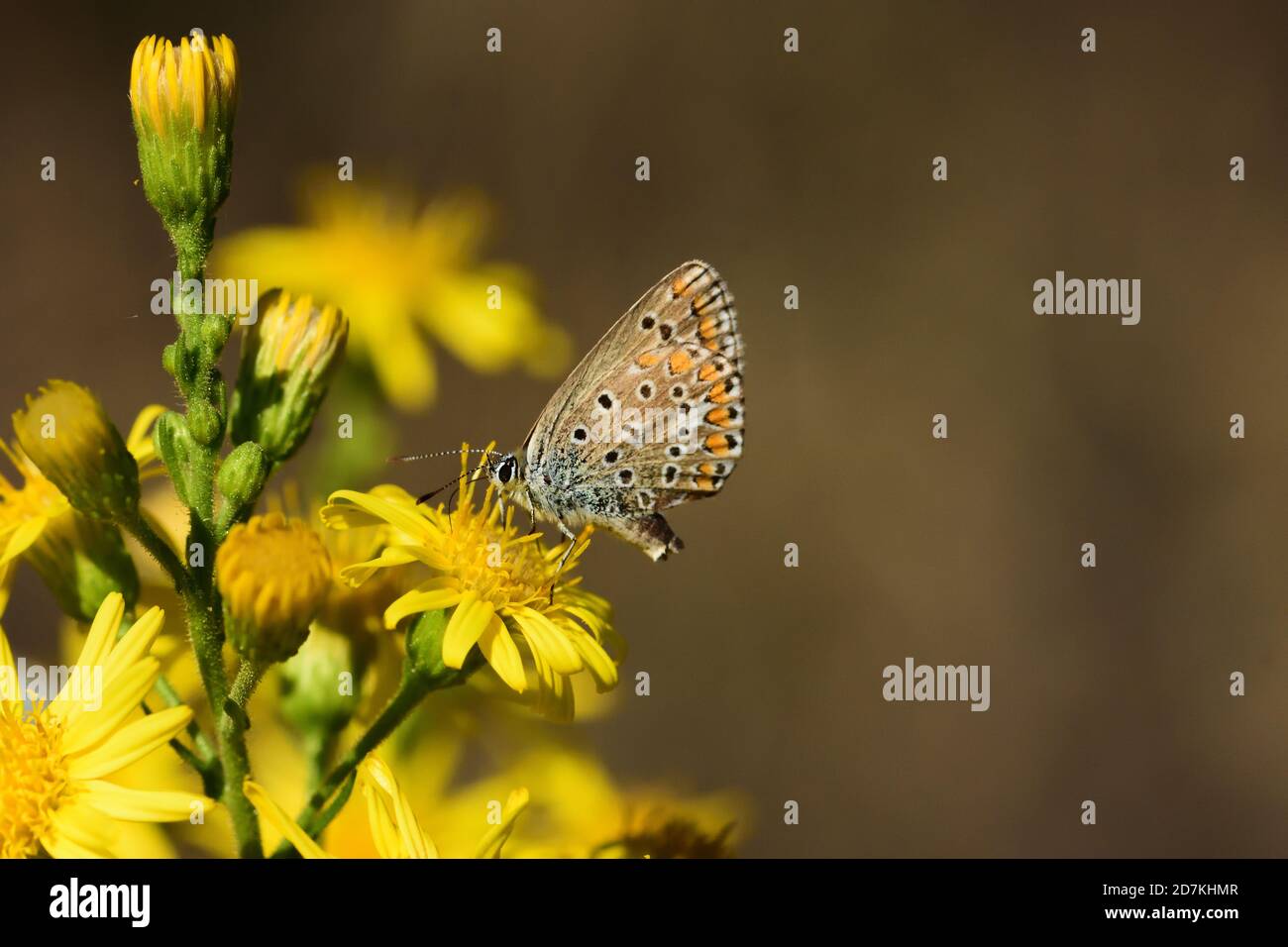 Macro fotografia di un Polimatus, una farfalla della famiglia Lycaenidae, presa nel suo habitat naturale. Foto Stock