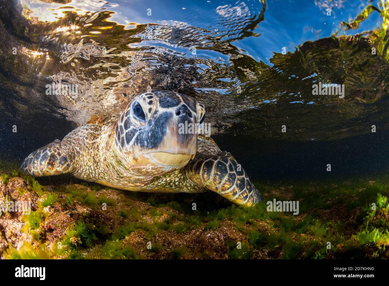 Tartaruga di mare verde, Chelonia mydas, foraggio nella barriera corallina poco profonda per alghe, specie in via di estinzione, Laniakea Beach, Oahu, Hawaii, USA, Oceano Pacifico Foto Stock