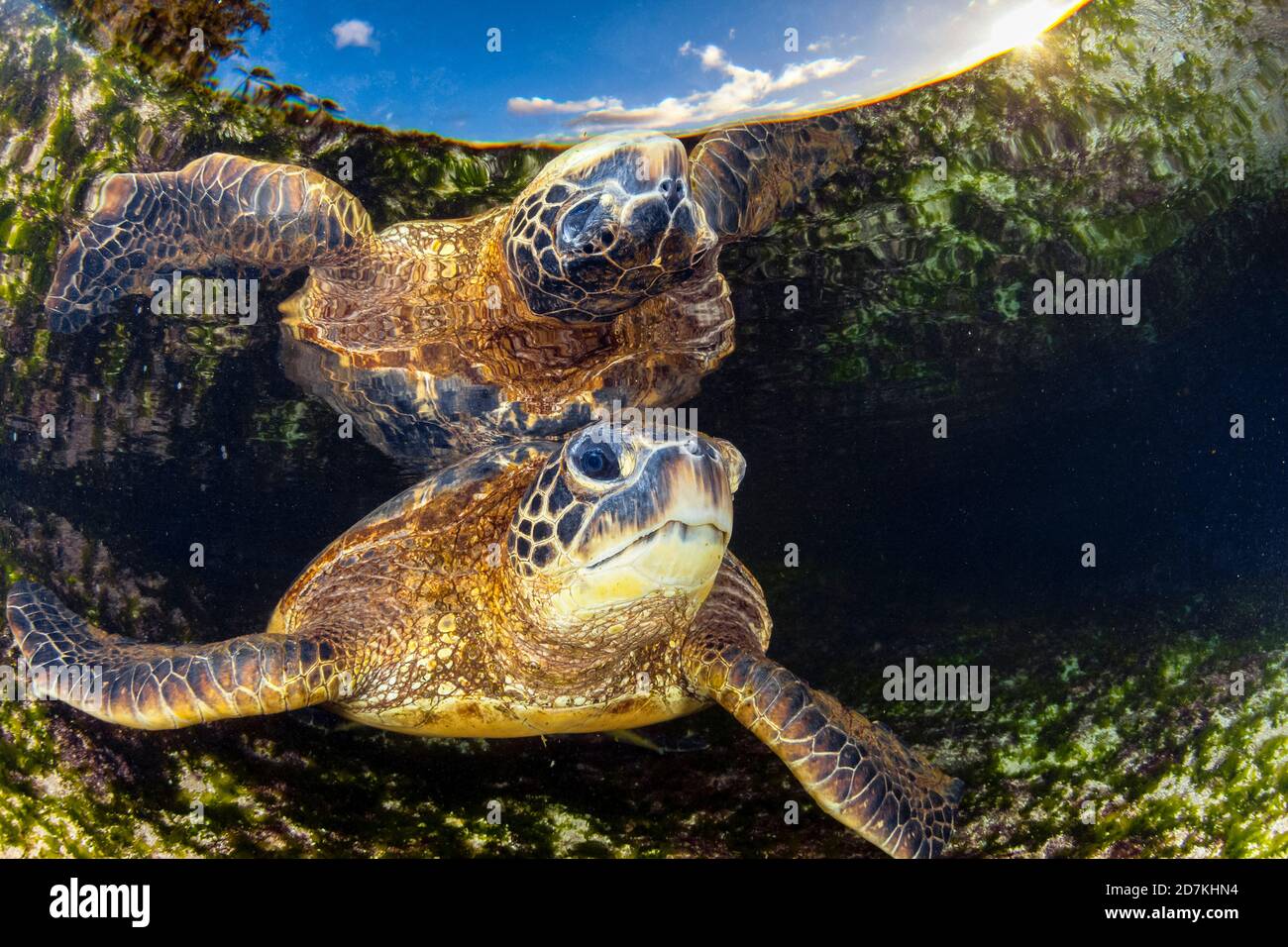 Tartaruga di mare verde, Chelonia mydas, foraggio nella barriera corallina poco profonda per alghe, specie in via di estinzione, Laniakea Beach, Oahu, Hawaii, USA, Oceano Pacifico Foto Stock