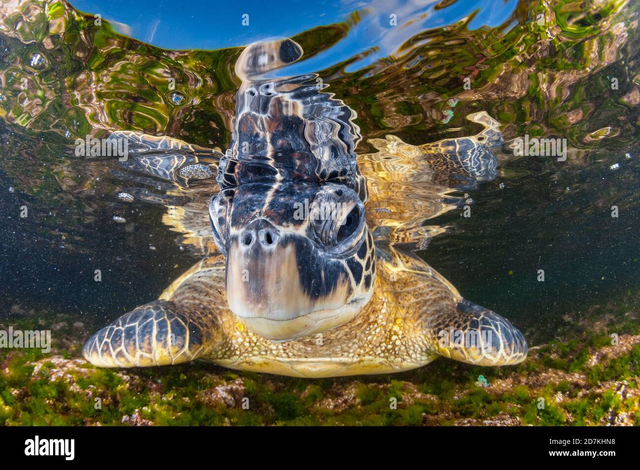 Tartaruga di mare verde, Chelonia mydas, foraggio nella barriera corallina poco profonda per alghe, specie in via di estinzione, Laniakea Beach, Oahu, Hawaii, USA, Oceano Pacifico Foto Stock