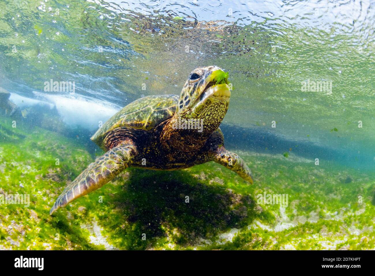 Tartaruga marina verde, Chelonia mydas, alimentazione sulle alghe, specie in via di estinzione, Laniakea Beach, Oahu, Hawaii, USA, Oceano Pacifico Foto Stock