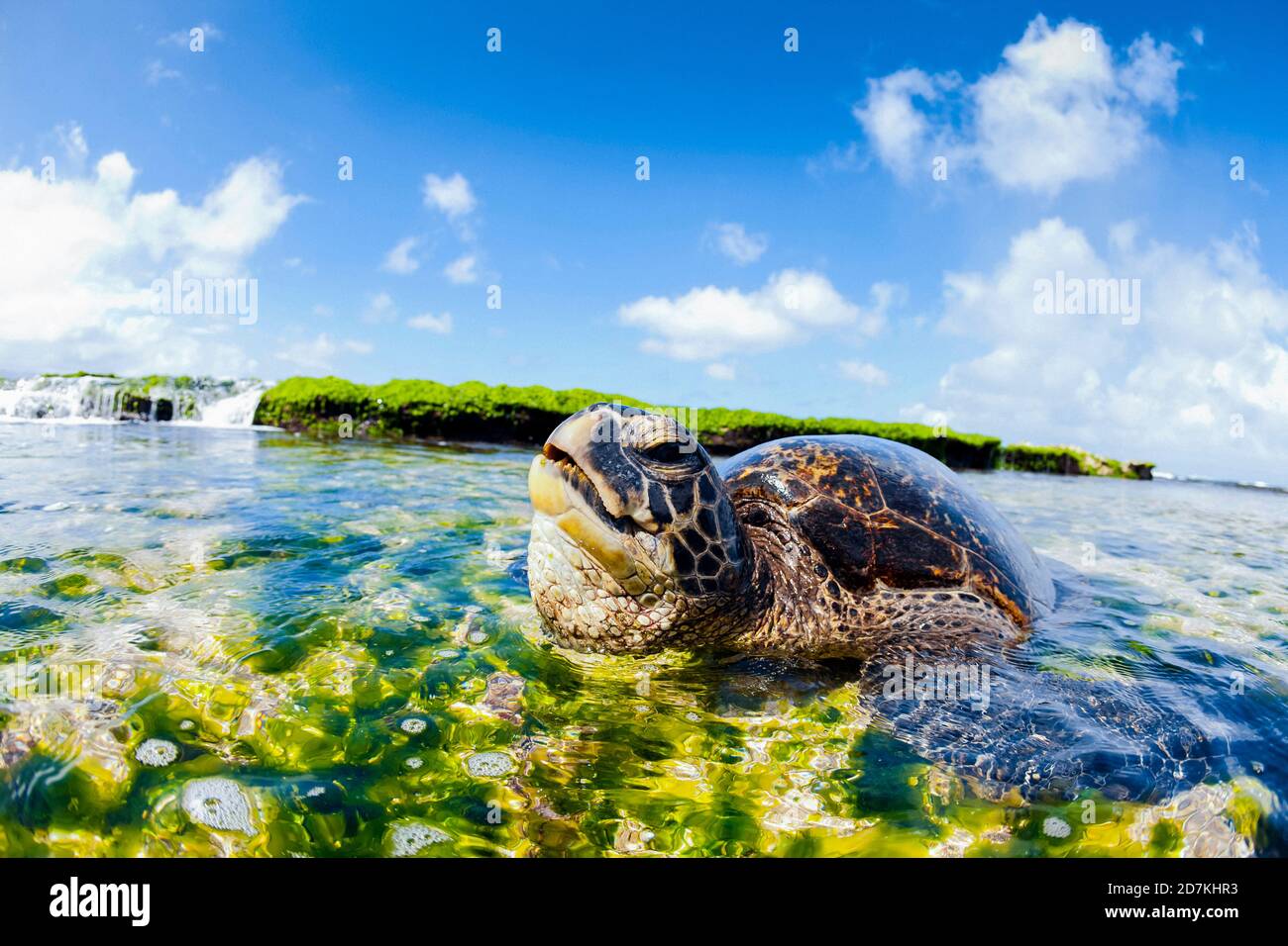Tartaruga di mare verde, Chelonia mydas, foraggio nella barriera corallina poco profonda per alghe, specie in via di estinzione, Laniakea Beach, Oahu, Hawaii, USA, Oceano Pacifico Foto Stock
