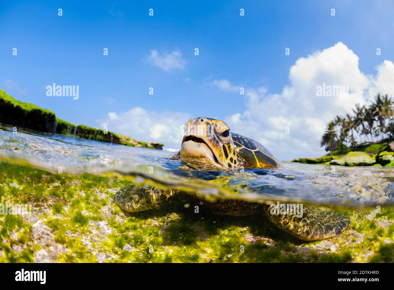 Tartaruga di mare verde, Chelonia mydas, foraggio nella barriera corallina poco profonda per alghe, specie in via di estinzione, Laniakea Beach, Oahu, Hawaii, USA, Oceano Pacifico Foto Stock