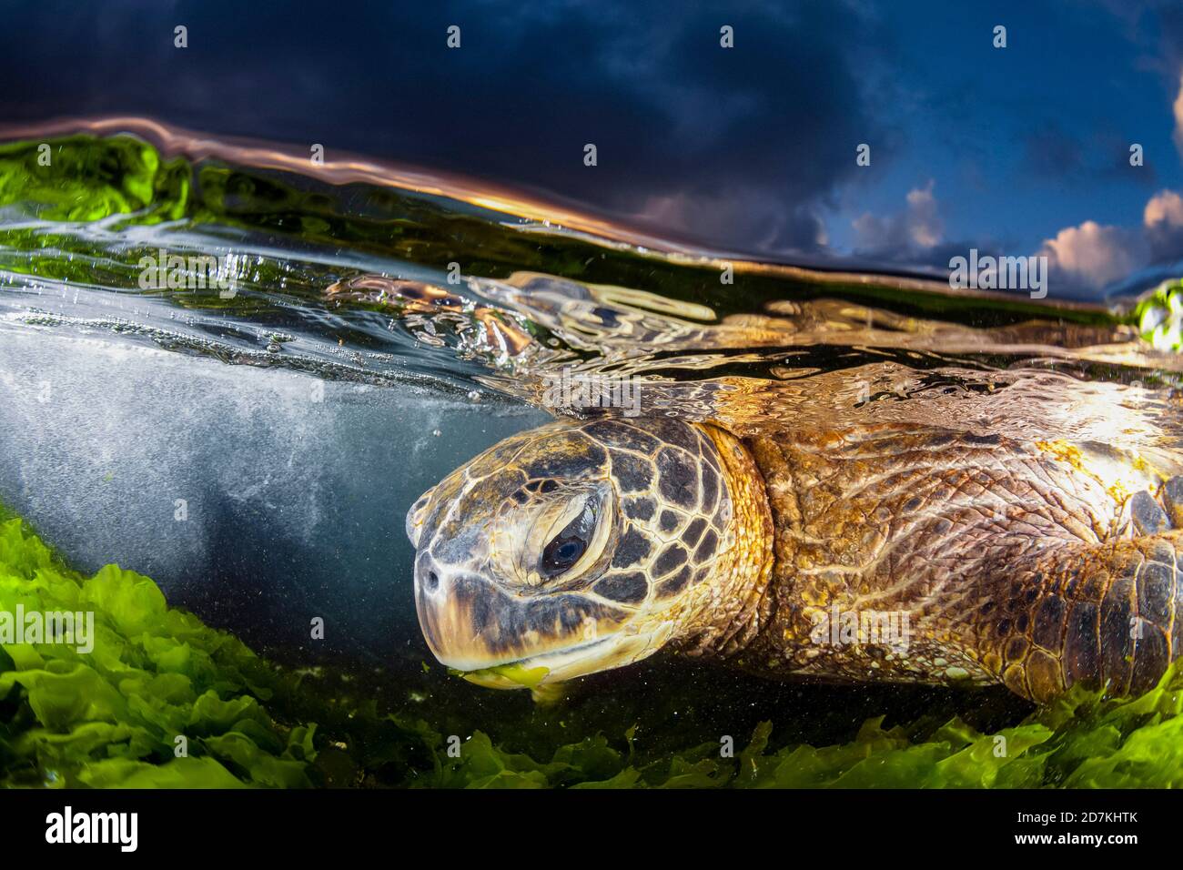 Tartaruga marina verde, Chelonia mydas, alimentazione sulle alghe, specie in via di estinzione, Laniakea Beach, Oahu, Hawaii, USA, Oceano Pacifico Foto Stock