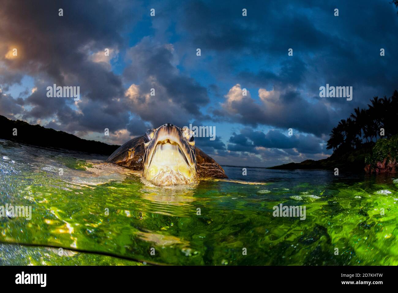 Tartaruga di mare verde, Chelonia mydas, foraggio nella barriera corallina poco profonda per alghe, specie in via di estinzione, Laniakea Beach, Oahu, Hawaii, USA, Oceano Pacifico Foto Stock